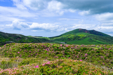 Fototapeta premium ミヤマキリシマの花 「阿蘇の火山特有の荒涼とした岩場・山肌を染める、ピンクの絨毯。」 阿蘇市 Miyamakirishima Flowers 
