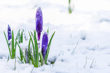 Ornamental purple crocus flowers covered with snow in spring time, flowering and unfolded blossoms of purple crocus in snow background, cold weather damages to floriculture concept