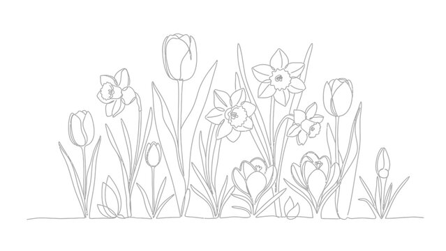 Line Drawing of Tulips and Daffodils.