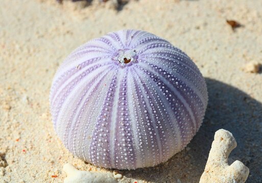 Seeigel