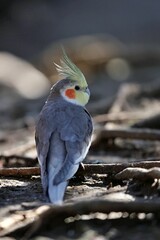 振り向いたオカメインコのポートレート