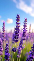 Close-up Lavender Field