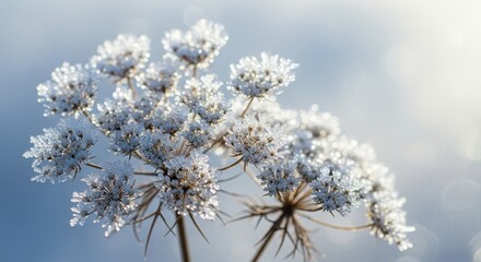 Obraz premium Frost covered plant in soft winter light