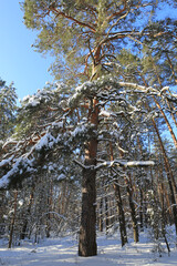 big pine tree in winter forest