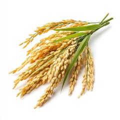Rice grains on stalks ready for harvest.