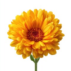 Vibrant yellow flower with intricate petals and a central core.