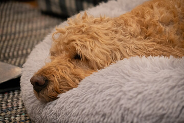 dog lying on the floor