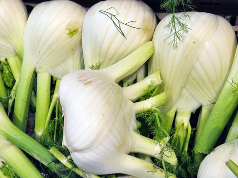 Cagliari, Sardinia, Italy, December 10, 2025. Some fennel bulbs from which green stems and leaves emerge. They are excellent for a diet because they are low in calories and rich in vitamins and fiber.