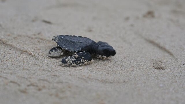 Close Up Release of olive ridley sea turtle hatchlings (Lepidochelys olivacea) at Lampuuk Beach, Aceh, Indonesia