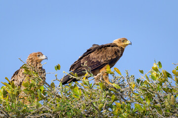 Tawny eagle (Aquila rapax) pair perched in top of tree, Kruger national park, South Africa.