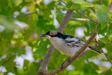 Black-backed Puffback (Dryoscopus cubla) adult male, perched on branch, Kruger National Park, South Africa.
