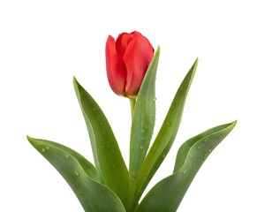 Naklejka premium Vibrant red tulip in serene composition.