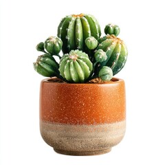 Vibrant cactus in a textured pot, adding life to any space.