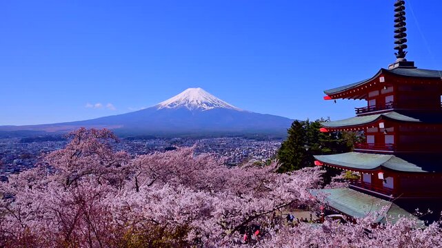 雪の富士山と桜の新倉山浅間公園