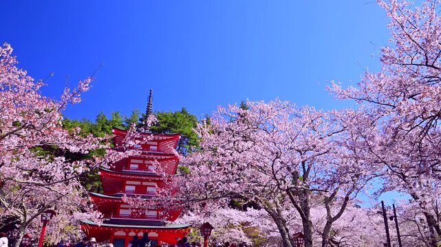 雪の富士山と桜の新倉山浅間公園