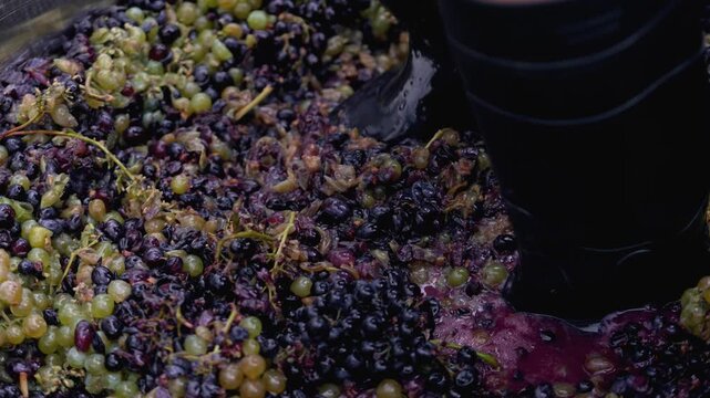  Traditional grape harvest and wine-making process, with people crushing grapes by foot in a wooden barrel. People use their feet to stomp grapes in a big tub. It takes place in a vineyard during a ha