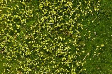 Pear shaped common bladder moss Physcomitrium pyriforme capsules plant botany.