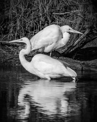 Great Egret on the lake