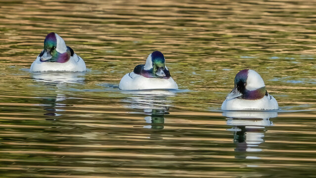 Bufflehead ducks on the lake