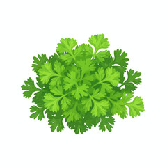 Overhead view of vibrant green leafy coriander herb bunch