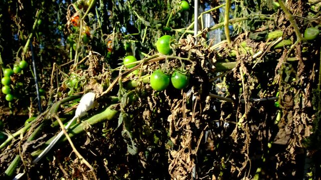 Moving camera close to dying cherry tomato plants with plenty of fruits in variety of state hanging from withering vines after first frost killed most crops