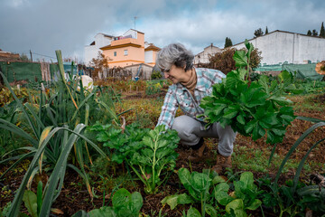 Senior woman picking fresh celery from her personal allotment promoting healthy eating and...