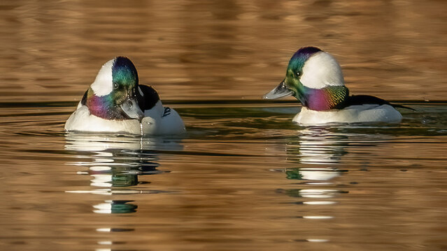 Bufflehead ducks on the lake