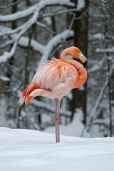 a pink flamingo standing in the snow