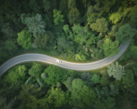 Overhead drone shot of a solitary white car traversing a curved asphalt road that winds through a thick, verdant forest filled with diverse green trees and foliage, illuminated by soft sunlight