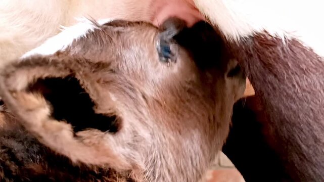 Close Up of Healthy Dairy Calf Drinking Milk from Mother Cow on Organic Farm