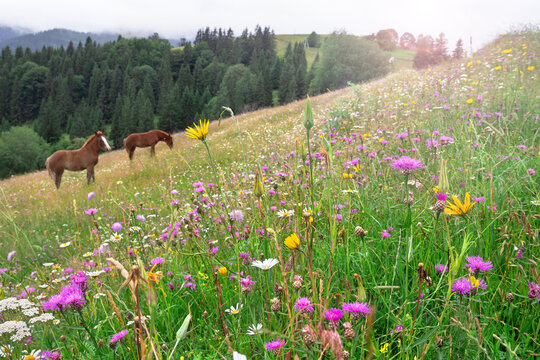 Two horses grazing on a blooming summer meadow with wildflowers and spruce forest in the mountains