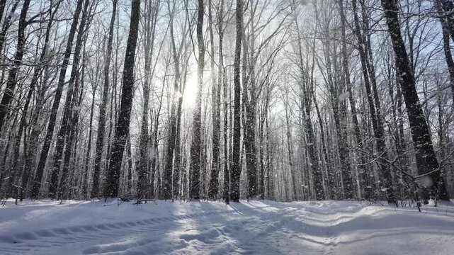Snowy winter in the forest with falling snow, blue sky and sun