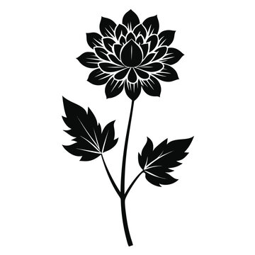astrantia major vector isolated