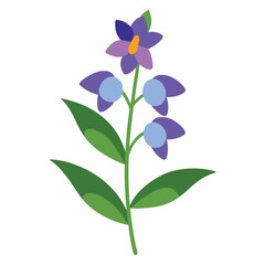 angelonia angustifolia on white background