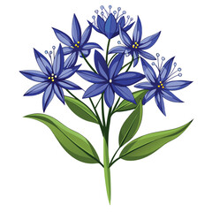 amsonia hubrichtii flowers isolated on white