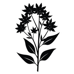 black and white amsonia ciliata flower