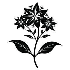 amsonia ciliata silhouette vector