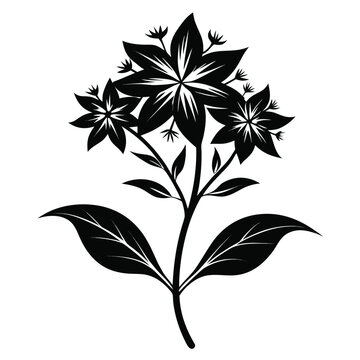 amsonia ciliata silhouette vector