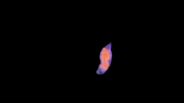Turbellaria worm under the microscope, Platyhelminthes. Under ultraviolet light. Sea of Okhotsk