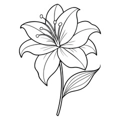 amaryllis line art flower vector on white background