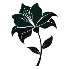 amaryllis flower silhouette on white background