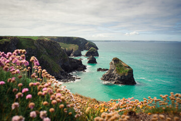 Beautiful Cornwall coastline in summer sunshine blue sea with pink flowers in foreground
