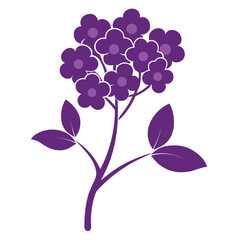 alyssum purple silhouette on white