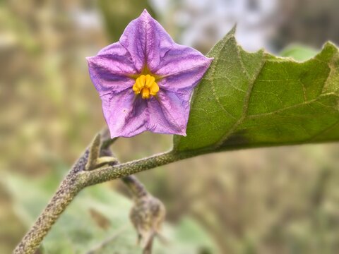 Close-Up of Eggplant Flower Image