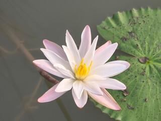 Water Lily its A Classic Aquatic Angiosperm