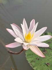 Water Lily its A Classic Aquatic Angiosperm