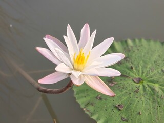 Water Lily its A Classic Aquatic Angiosperm