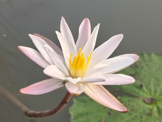 Water Lily its A Classic Aquatic Angiosperm