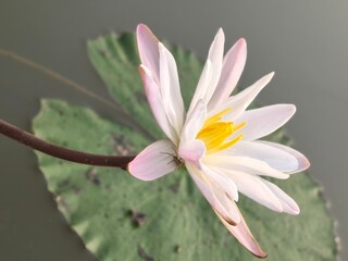 Water Lily its A Classic Aquatic Angiosperm