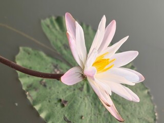 Water Lily its A Classic Aquatic Angiosperm
